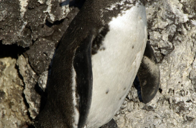 Galapagos Penguin