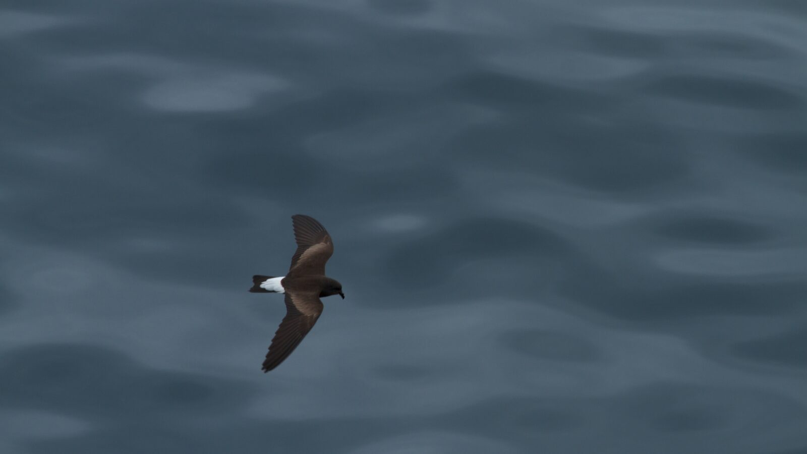 Wedge-rumped Storm Petrel