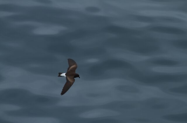 Wedge-rumped Storm Petrel