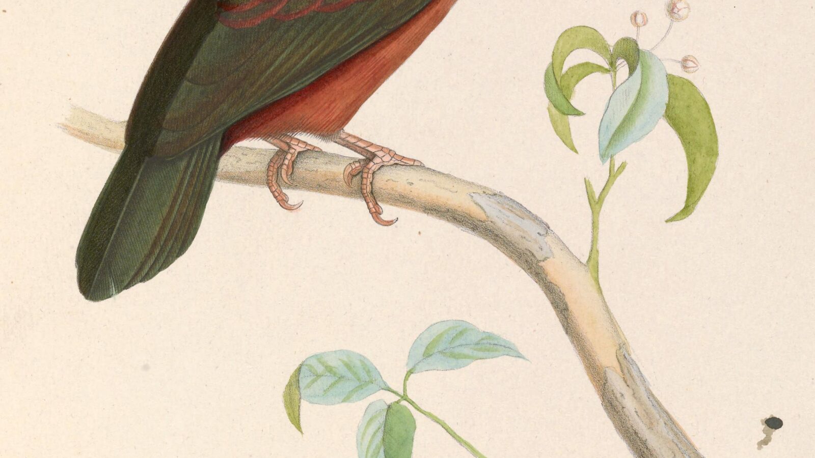 White-eared Jacamar
