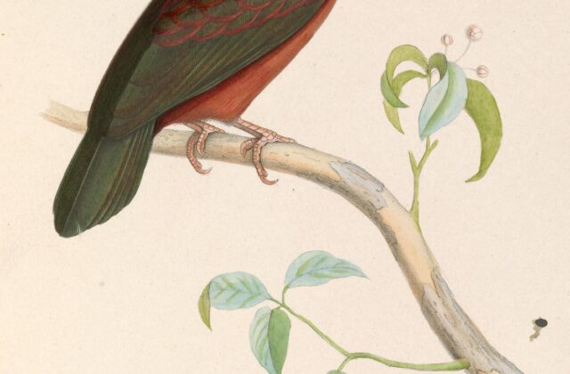 White-eared Jacamar
