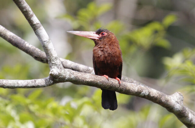 Purus Jacamar