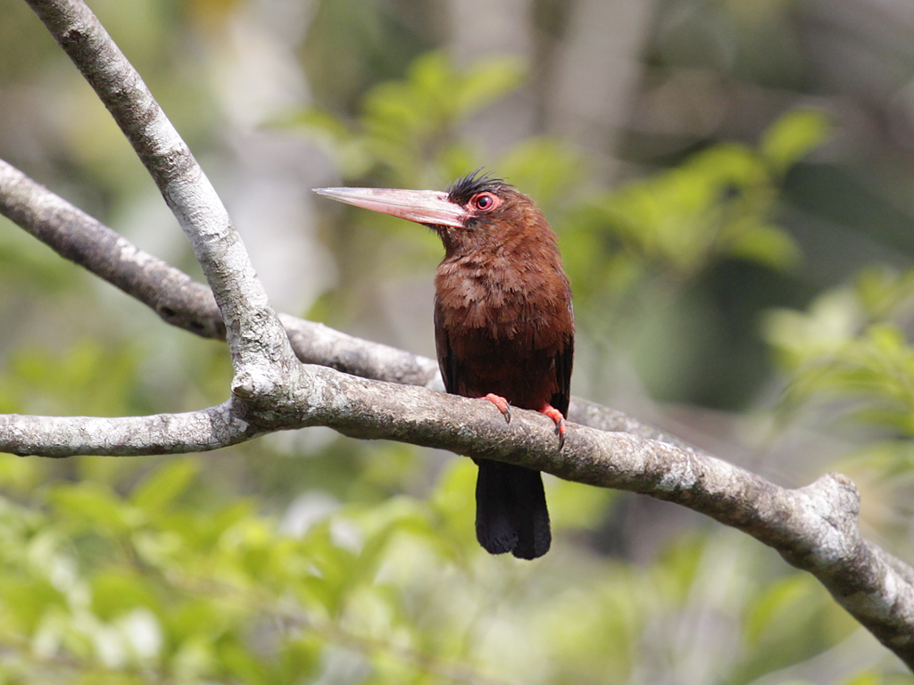 Purus Jacamar