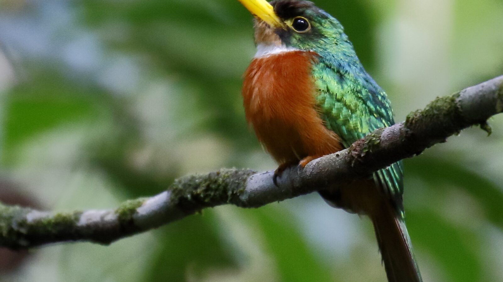 Yellow-billed Jacamar