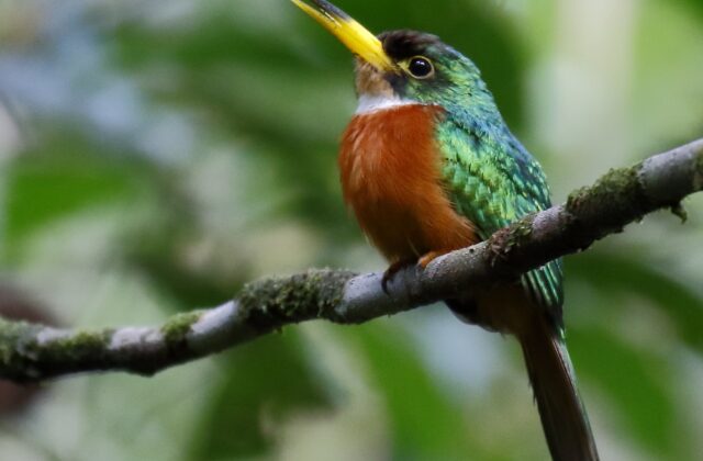 Yellow-billed Jacamar