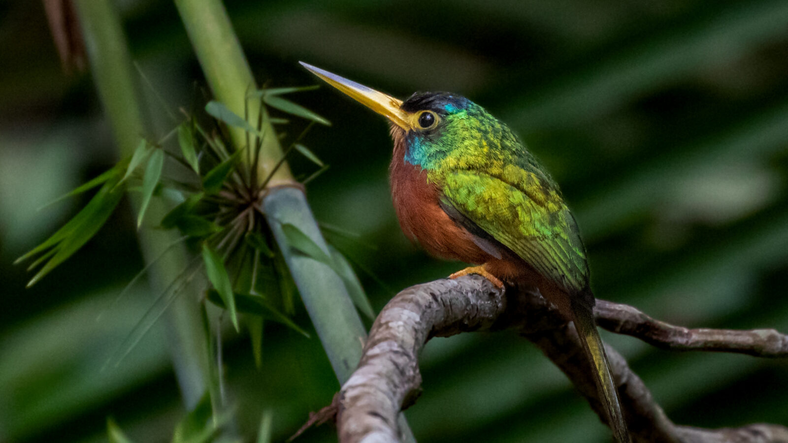 Blue-necked Jacamar
