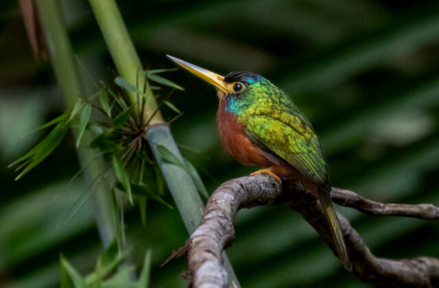 Blue-necked Jacamar