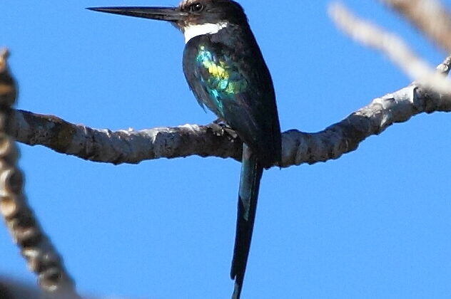 Paradise Jacamar