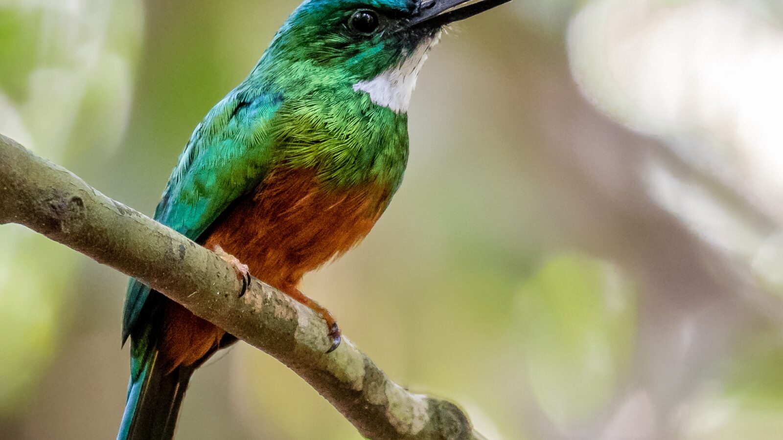 Green-tailed Jacamar