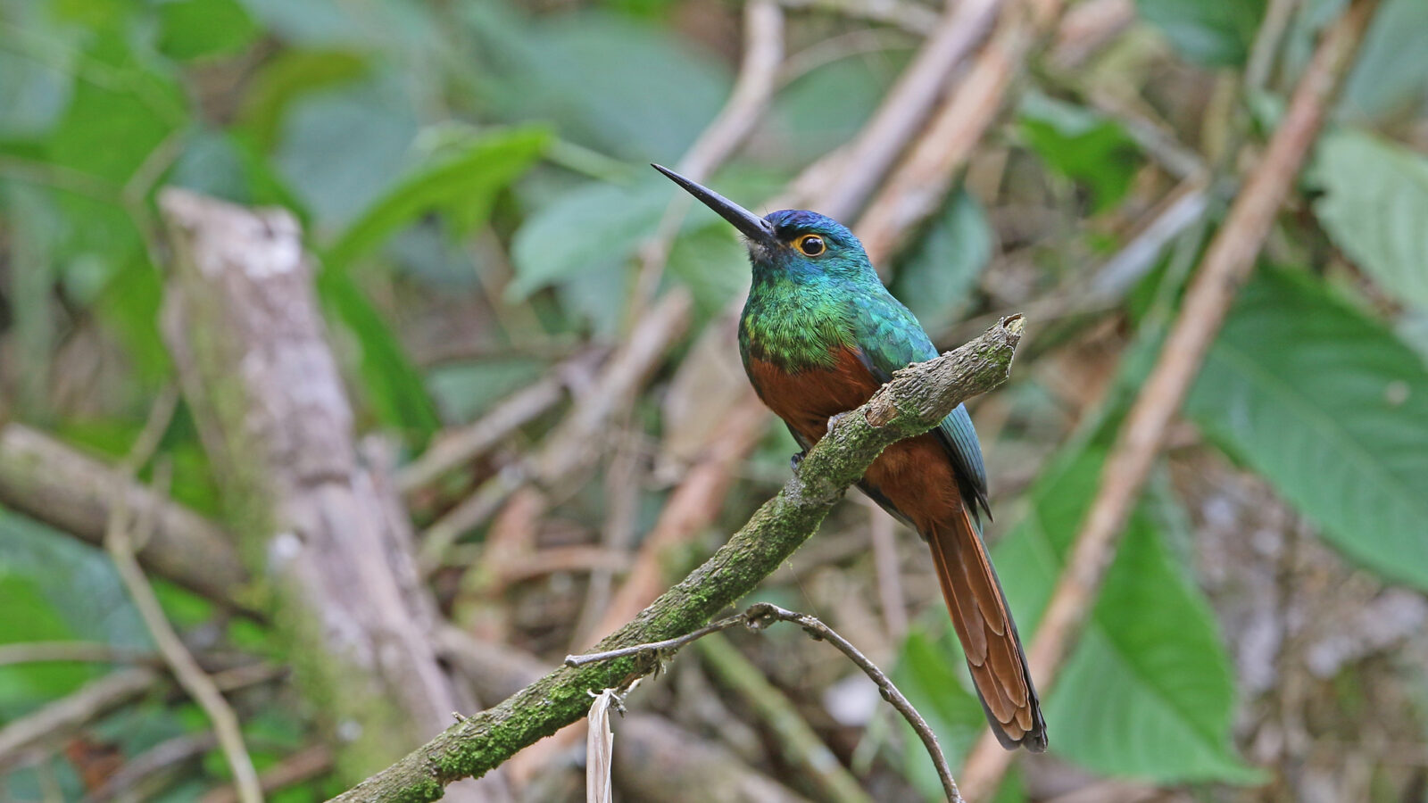Coppery-chested Jacamar