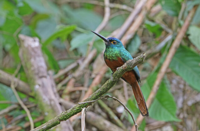 Coppery-chested Jacamar
