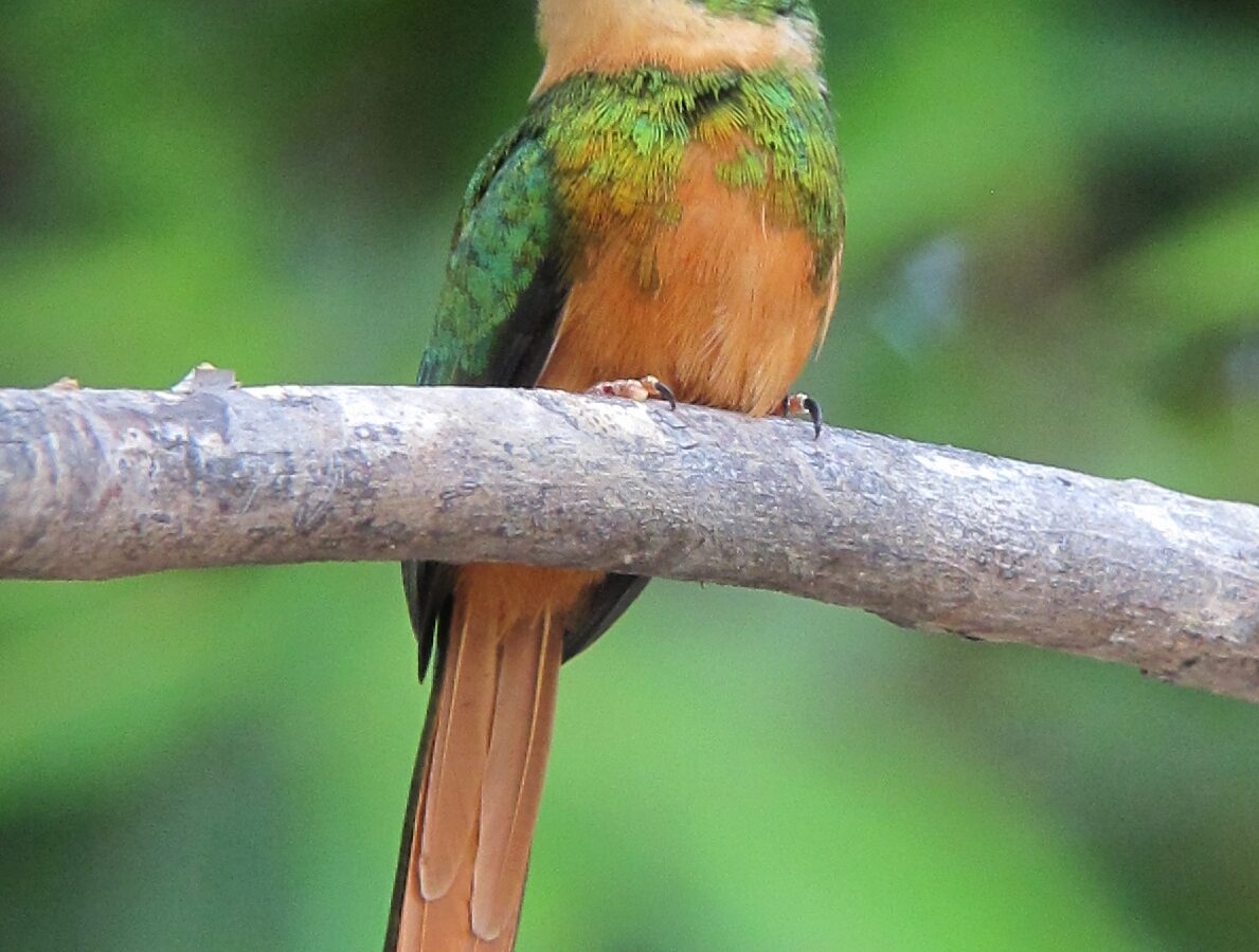 Rufous-tailed Jacamar