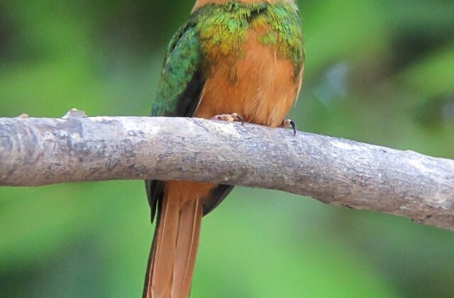 Rufous-tailed Jacamar