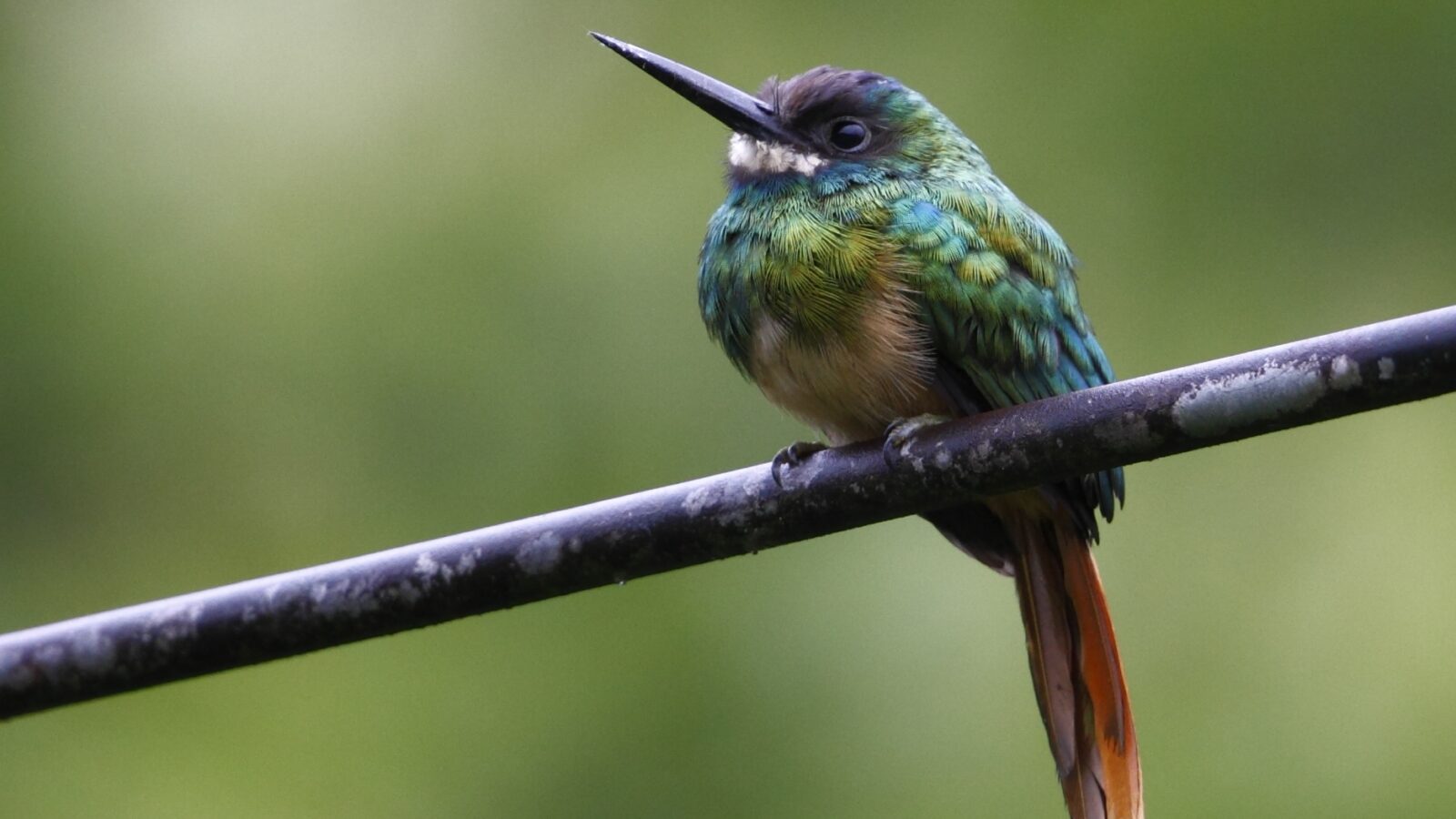 White-chinned Jacamar