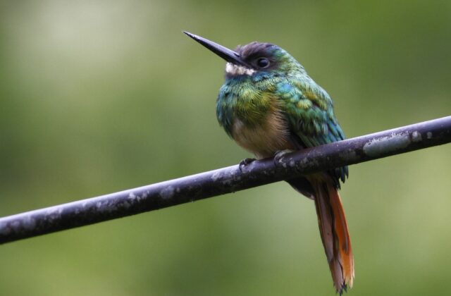White-chinned Jacamar