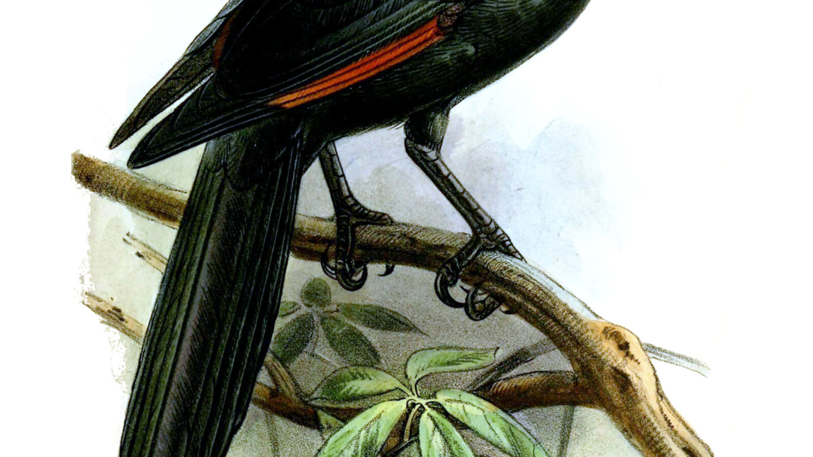 Bristle-crowned Starling