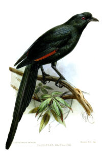 Bristle-crowned Starling