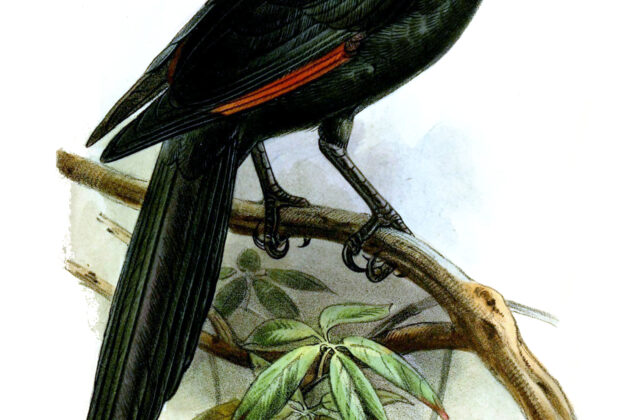Bristle-crowned Starling