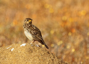 Large-billed Lark