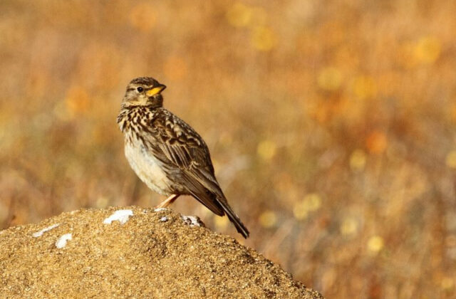 Large-billed Lark