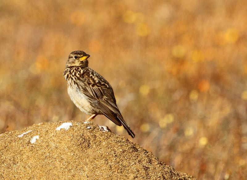 Large-billed Lark