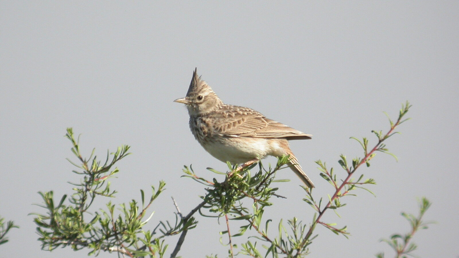 Thekla’s Lark