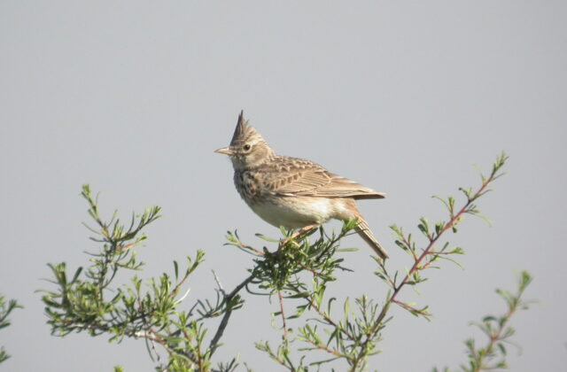 Thekla’s Lark