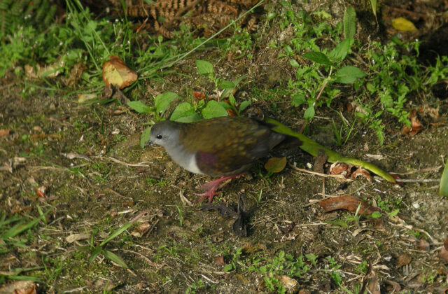 Bronze Ground Dove
