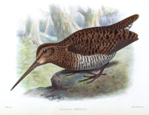 Imperial Snipe