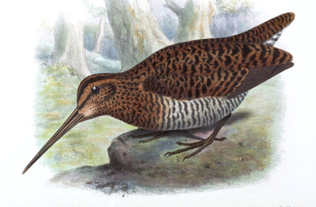 Imperial Snipe