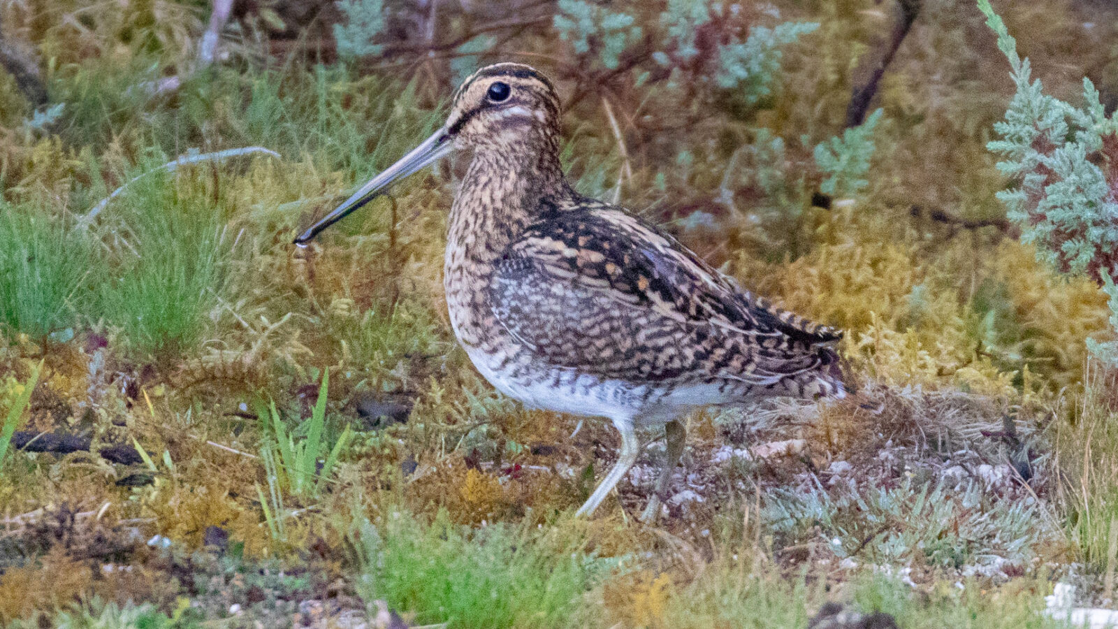 Puna Snipe