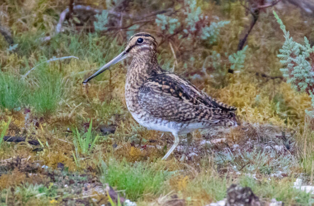Puna Snipe