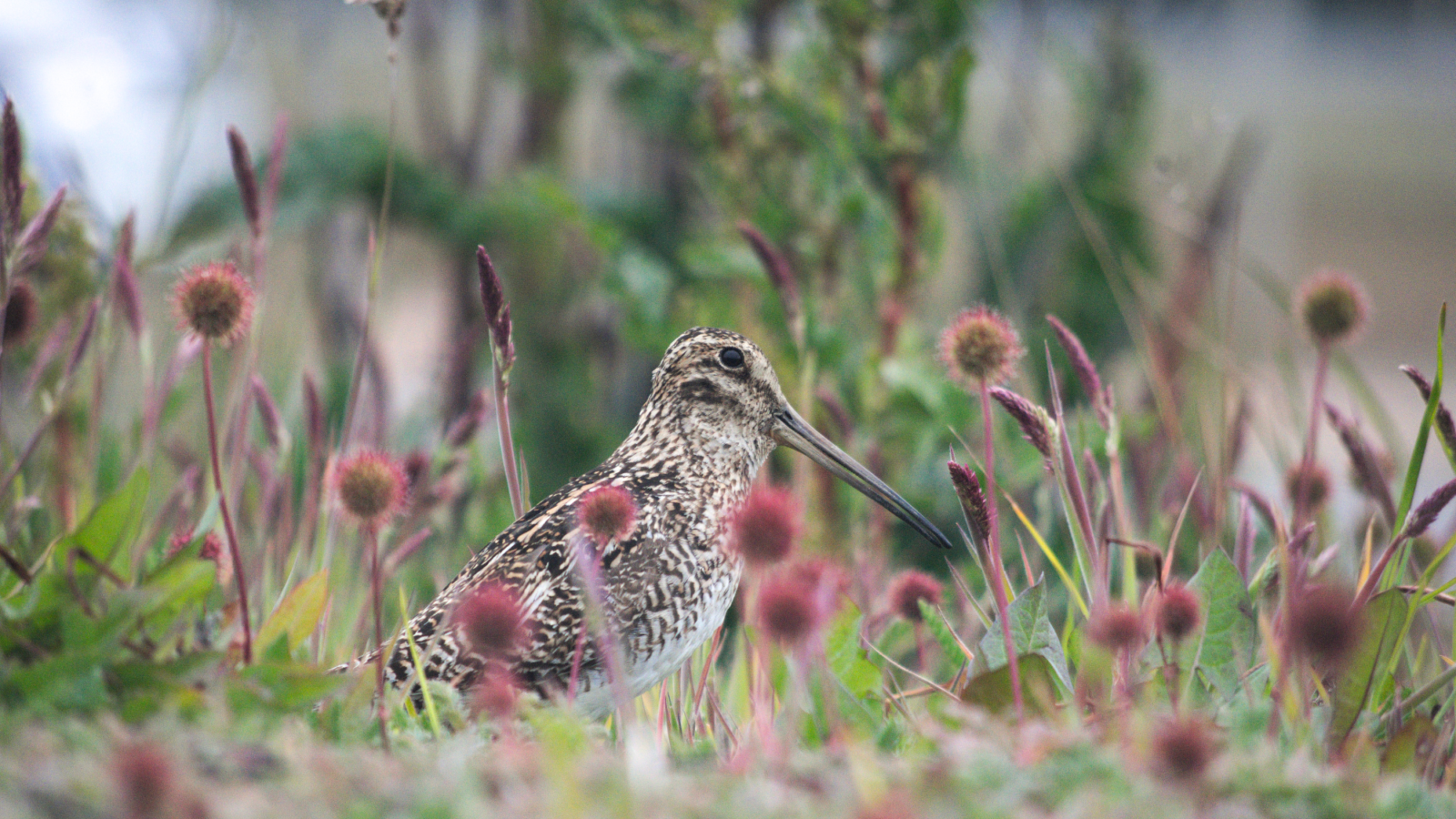 Magellanic Snipe