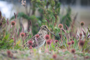 Magellanic Snipe