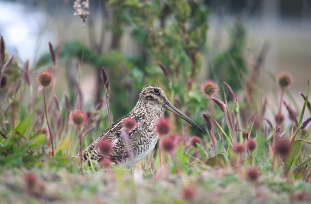 Magellanic Snipe