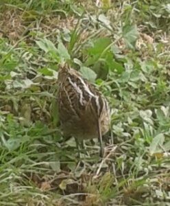 Great Snipe