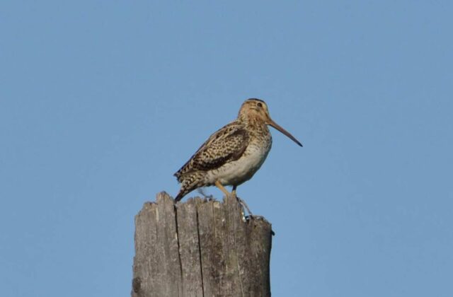 Swinhoe’s Snipe