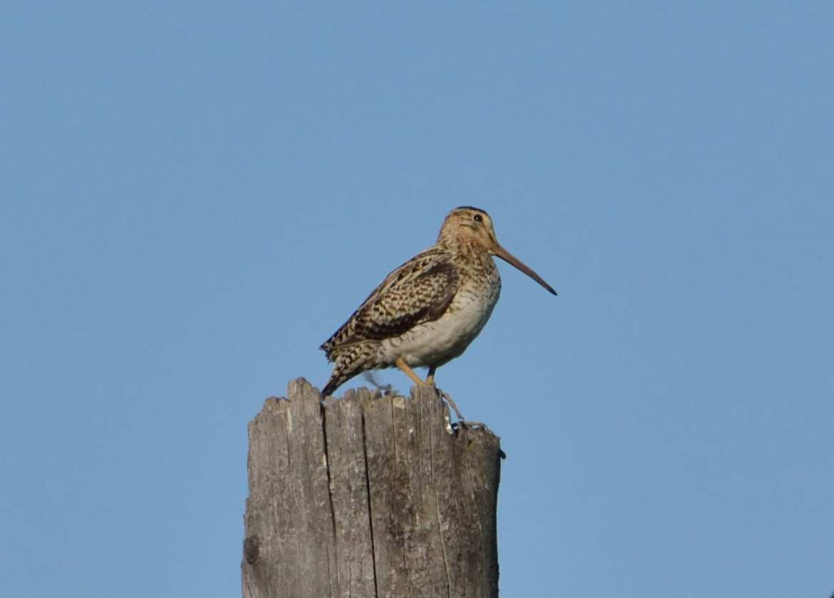 Swinhoe’s Snipe
