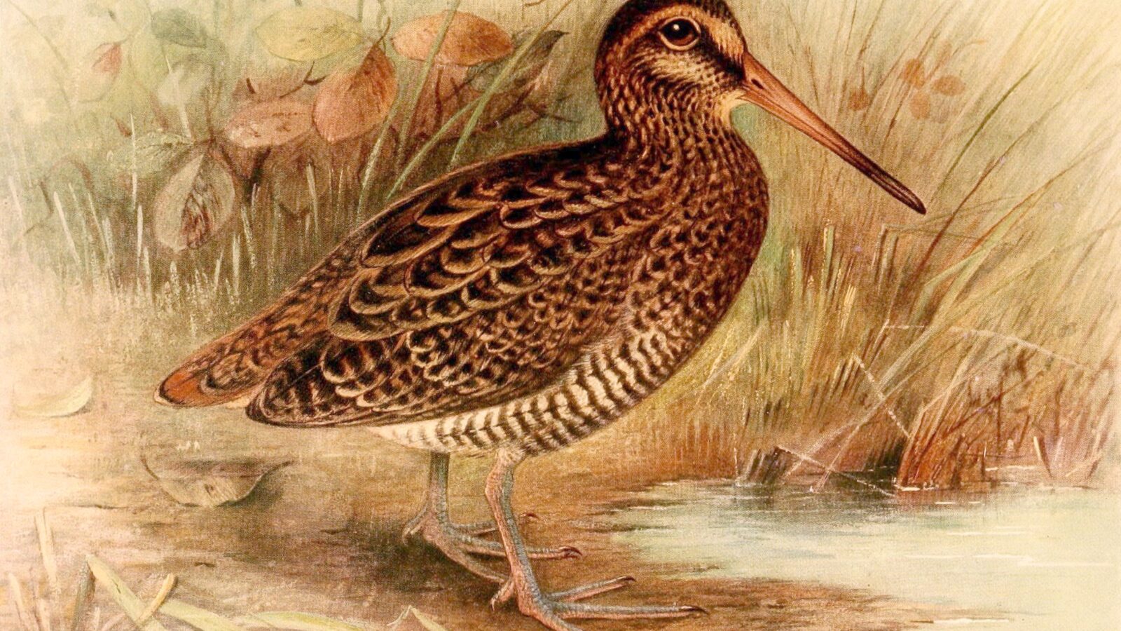 Wood Snipe