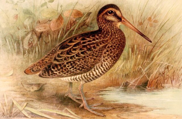 Wood Snipe