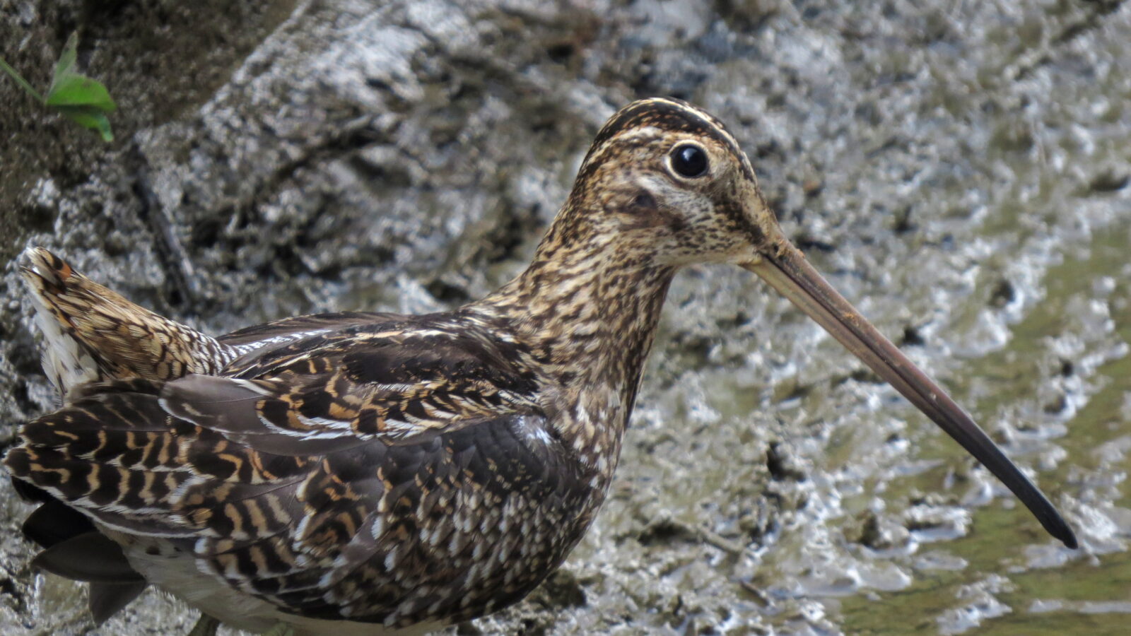 Noble Snipe