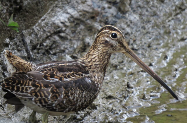 Noble Snipe