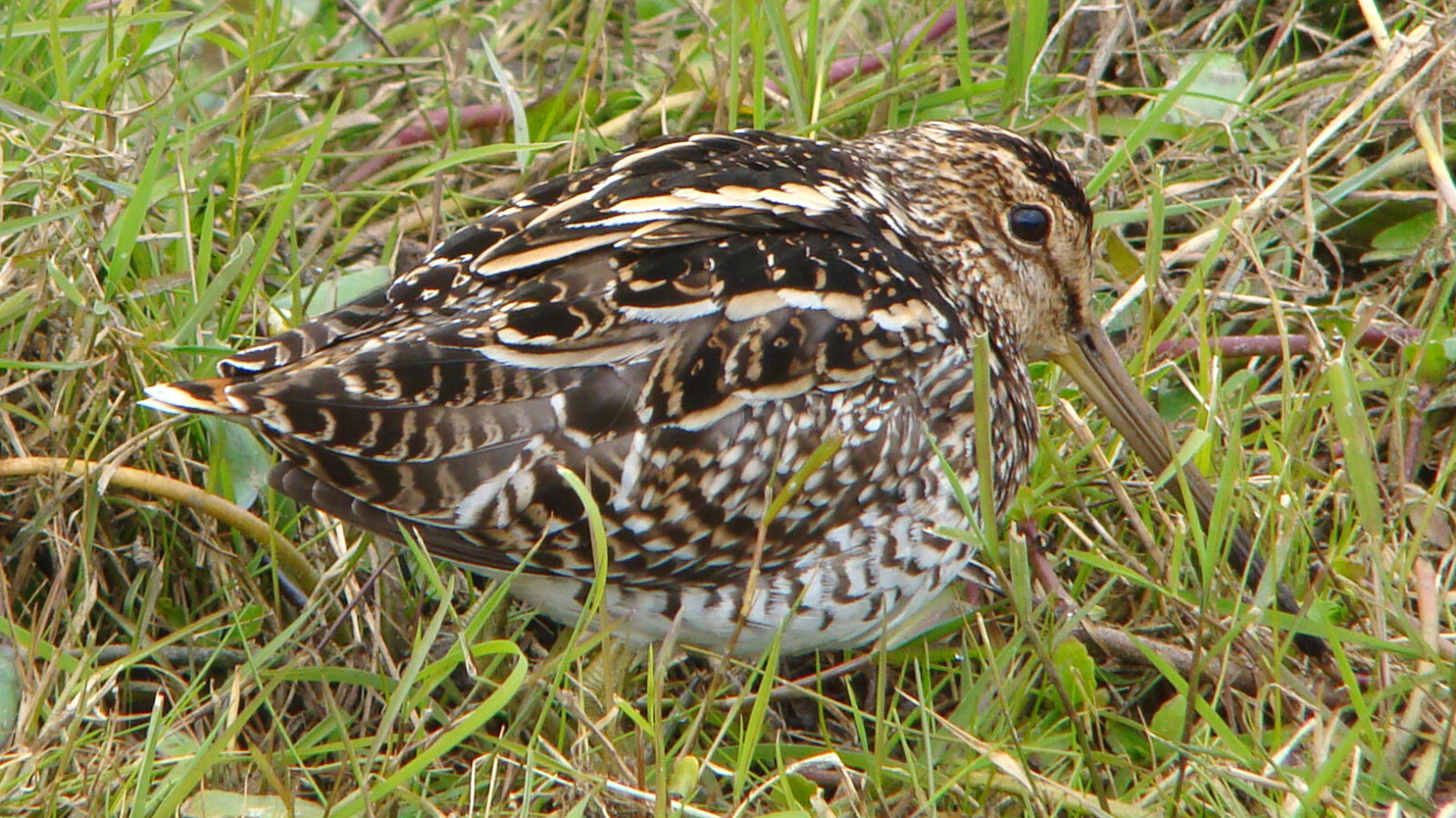Pantanal Snipe