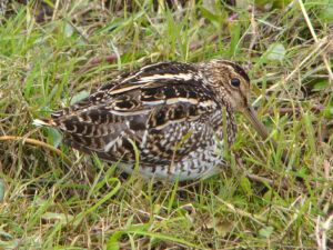 Pantanal Snipe