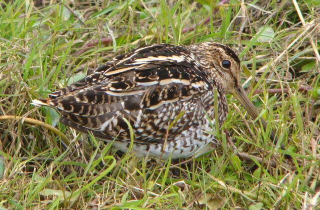 Pantanal Snipe