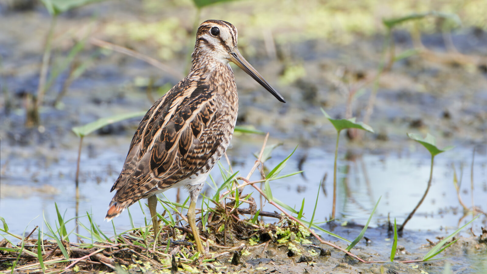 Pin-tailed Snipe