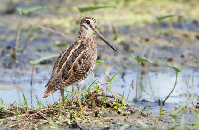 Pin-tailed Snipe