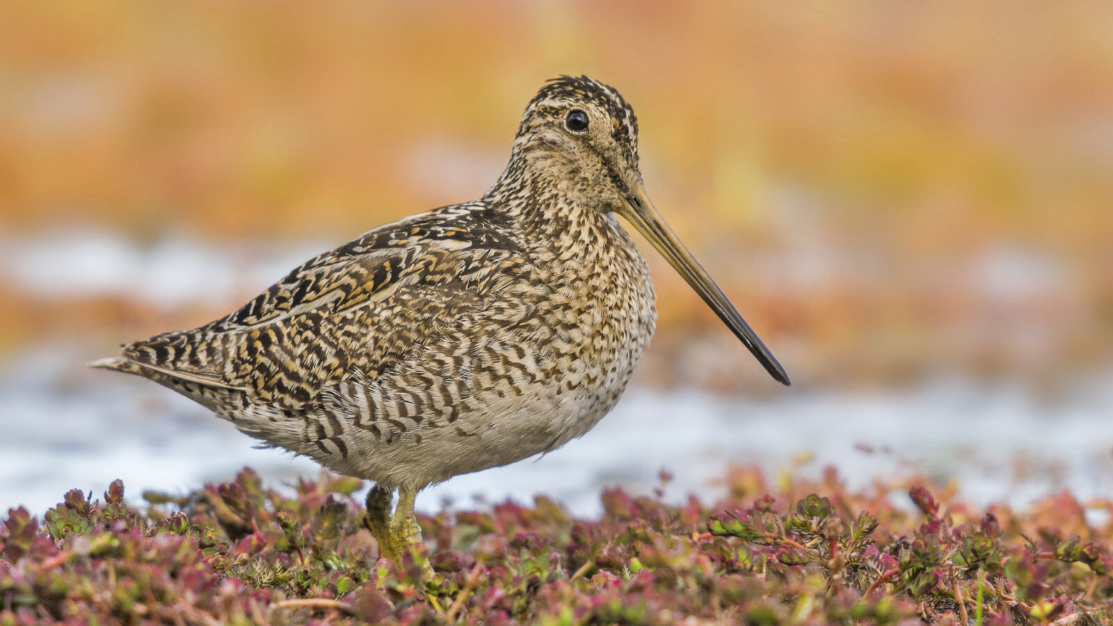 Fuegian Snipe