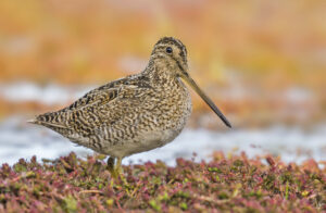 Fuegian Snipe