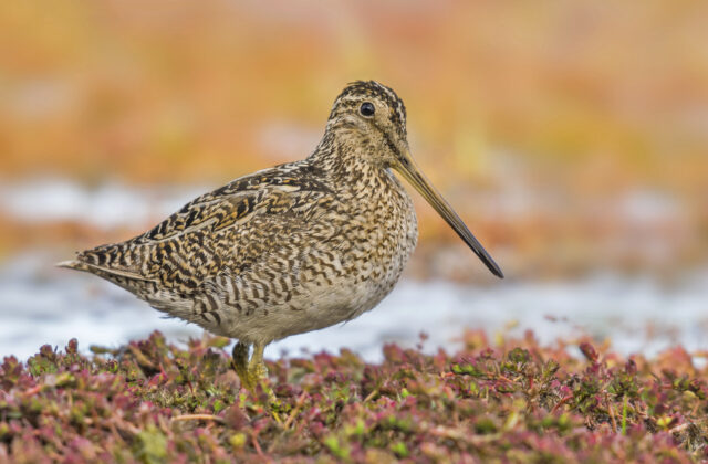 Fuegian Snipe